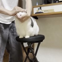 こねられる猫の写真2