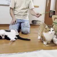 寝ころんだり眺めたりしながら段ボール箱が空くのを待つ猫たち