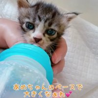 ミルクを飲んでいる子猫