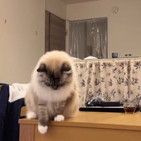 逃げていく猫を見つめる猫