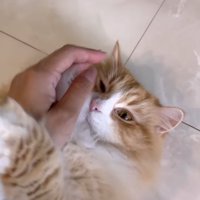 飼い主の手首に前足を引っ掛けている猫