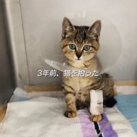 足に包帯を巻いて首にカラーを付けた保護猫