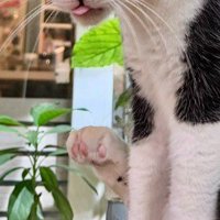 舌を出した猫