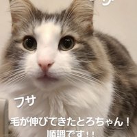 毛が伸びてきたミックス猫