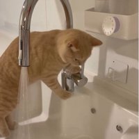 流しに立っている猫