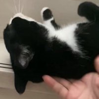 止められる猫
