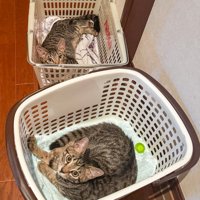 それぞれのカゴの中に入ってくつろぐ、2匹のキジトラ猫