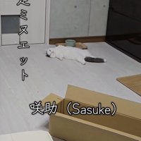 仰向けになって床に倒れている猫