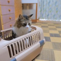 キャリーから顔を出して