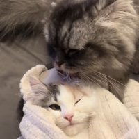 目を覚ます子猫と子猫をなめる猫