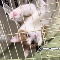ハンモックでくつろぐ猫の写真10