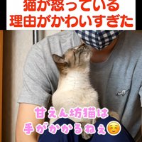 抱っこされ人の顔を見ている猫