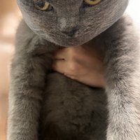 排水溝ネットを被った猫