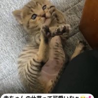 前足で顔を触る子猫
