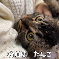 抱っこされている猫