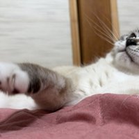 不満そうに天井を見上げる猫
