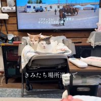 ベビーベッドに乗る猫たち