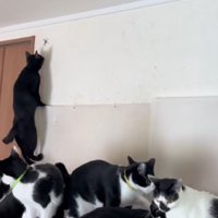 届きそうな猫