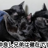 成長した猫