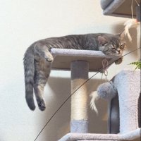 落ちてる猫
