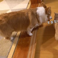猫に近づく犬