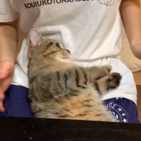 女性の膝の上で視線を泳がす猫