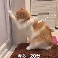 ドアに前足を伸ばす猫