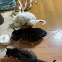 食事中の4匹の猫