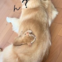 犬の背中で眠る子猫