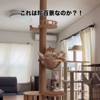 ボウルに座る猫4