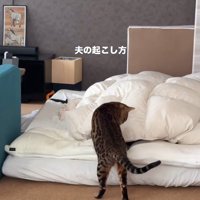 飼い主を起こしている猫