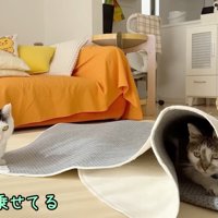 前足だけ乗せてる