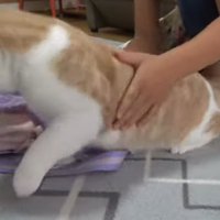 バッグから離れる猫