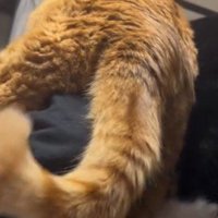 男の子に抱き上げられてしっぽを揺らす茶トラ猫