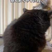 犬を威嚇する猫