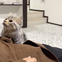 求める猫