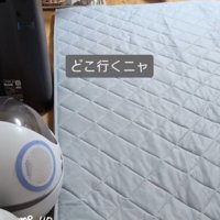 「どこ行くニャ」と書かれた写真1
