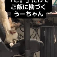 クッションに顔をこする猫