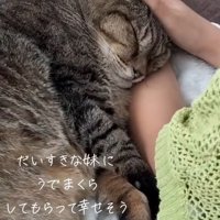 女の子の腕まくらで眠る猫となでる女の子