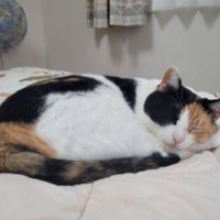 室内にいる猫