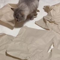 ボールを探す猫