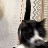下から飛んでくる姿
