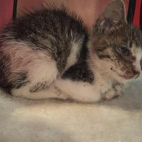 弱っている子猫