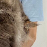 丸まった猫の耳