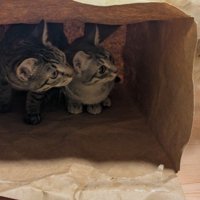 紙袋の中に隠れる2匹の猫