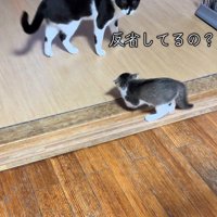 白黒猫と子猫