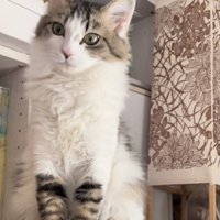 床にお座りする猫