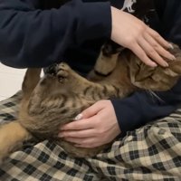 撫でようとするママさん