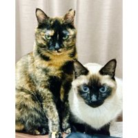 室内にいる猫