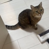 見上げる猫の写真2